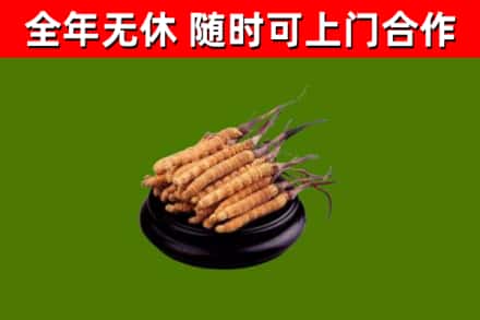 龙山县回收冬虫夏草