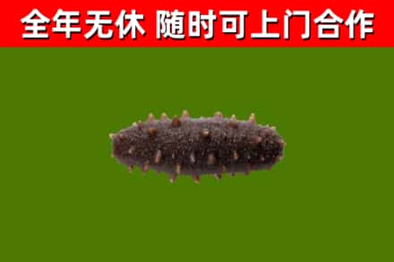 龙山县回收海参干